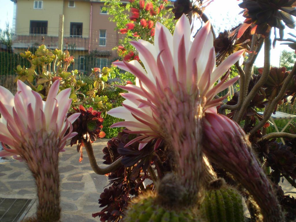 לינה וארוחת בוקר Marrùbiu Il Giardino Di Emilio מראה חיצוני תמונה